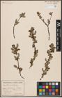 Foto von Salix aurita L.